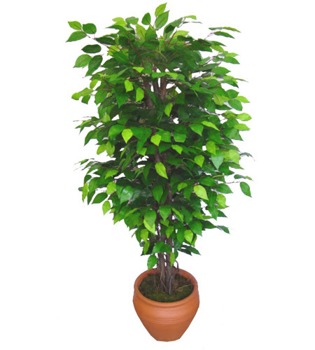 Ficus Benjamin 1,50 cm   Mersin iek yolla 