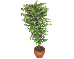 Ficus zel Starlight 1,75 cm   Mersin online ieki , iek siparii 