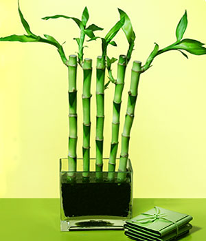  Mersin iek yolla  Good Harmony Lucky Bamboo camda