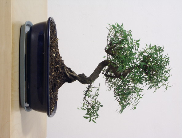 ithal bonsai saksi iegi  Mersin gvenli kaliteli hzl iek 