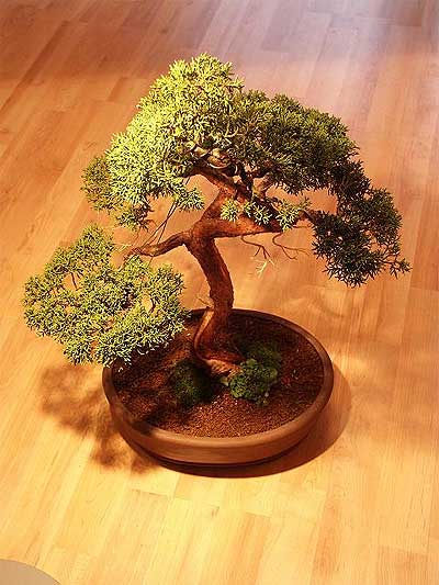 ithal bonsai saksi iegi  Mersin iek , ieki , iekilik 