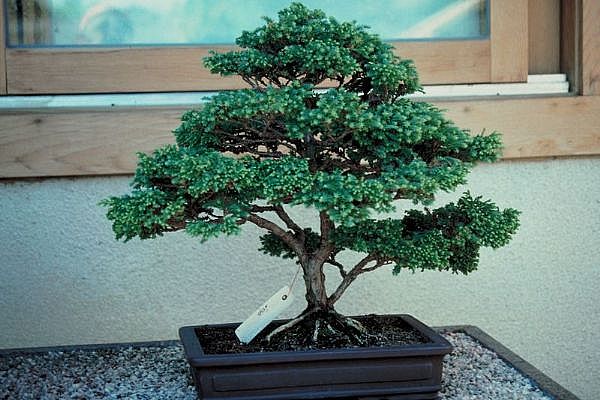 ithal bonsai saksi iegi  Mersin iek gnderme sitemiz gvenlidir 