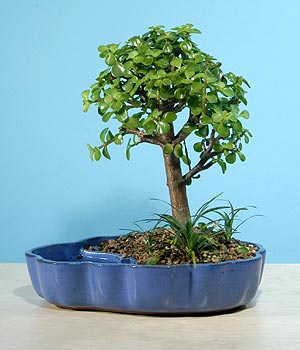 ithal bonsai saksi iegi  Mersin iek maazas , ieki adresleri 