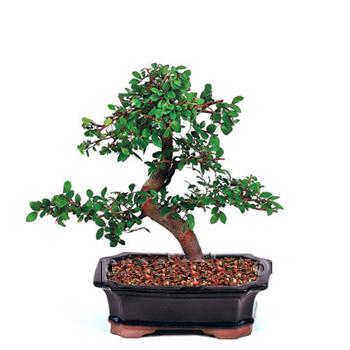 ithal bonsai saksi iegi  Mersin gvenli kaliteli hzl iek 