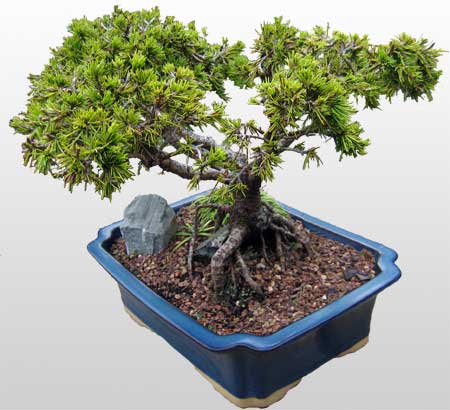 ithal bonsai saksi iegi  Mersin hediye sevgilime hediye iek 