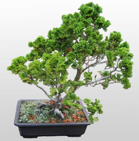 ithal bonsai saksi iegi  Mersin iekiler 