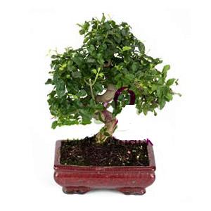 ithal bonsai saksi iegi  Mersin iek yolla 