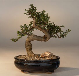 ithal bonsai saksi iegi  Mersin iek gnderme sitemiz gvenlidir 