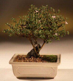 ithal bonsai saksi iegi  Mersin iek , ieki , iekilik 