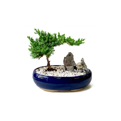 ithal bonsai saksi iegi  Mersin online iek gnderme sipari 