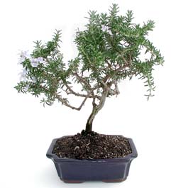 ithal bonsai saksi iegi  Mersin cicek , cicekci 