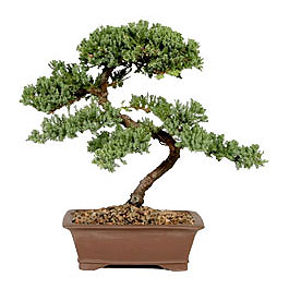 ithal bonsai saksi iegi  Mersin internetten iek siparii 