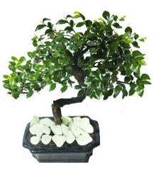 9 yasinda Bonsai agaci  Mersin ieki maazas 