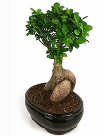 Bonsai saks bitkisi japon aac  Mersin iek online iek siparii 