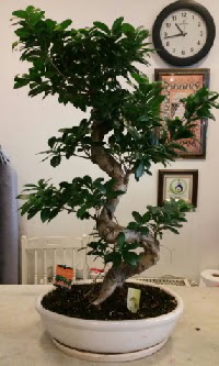 100 cm yksekliinde dev bonsai japon aac  Mersin iekiler 