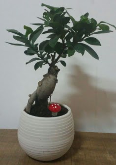 Bonsai japon aac saks iei  Mersin internetten iek siparii 