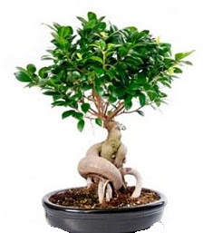 Bonsai japon aac seramik iinde  Mersin iek maazas , ieki adresleri 