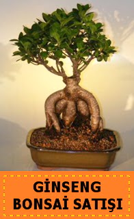 Ginseng bonsai sat japon aac  Mersin online ieki , iek siparii 