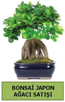 Bonsai japon aac sat  Mersin cicekciler , cicek siparisi 