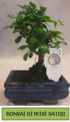 Bonsai ithal grsel minyatr japon aac  Mersin 14 ubat sevgililer gn iek 