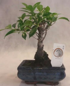 Bonsai aac japon aa bitkisi  Mersin iek siparii vermek 