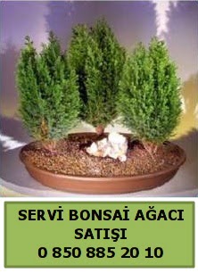 BONSA 3 L SERV BONSA AACI  Mersin cicek , cicekci 