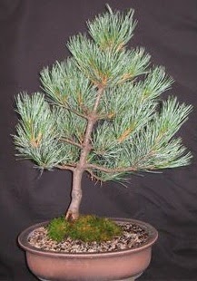 Bonsai am aac japon aac bitkisi  Mersin iek online iek siparii 