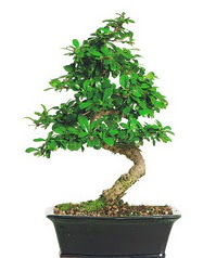 Bonsai bitkisi sat  Mersin cicek , cicekci 