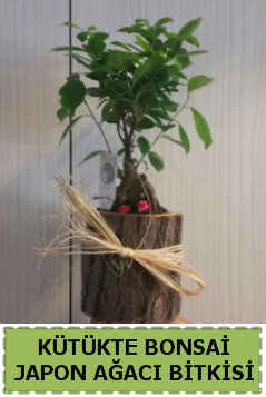 Ktk ierisinde doal bonsai aac  Mersin cicek , cicekci 