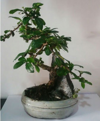 S eklinde ithal bonsai aac  Mersin iek siparii vermek 