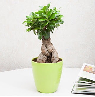 Ficus Ginseng Bonsai  Mersin iek gnderme sitemiz gvenlidir 