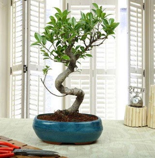 Amazing Bonsai Ficus S thal  Mersin kaliteli taze ve ucuz iekler 