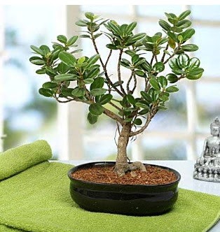 Lovely Ficus Iceland Bonsai  Mersin iek yolla 