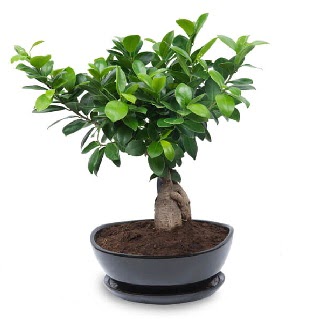 Ginseng bonsai aac zel ithal rn  Mersin iek servisi , ieki adresleri 