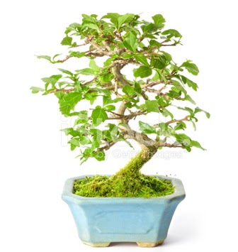 S zerkova bonsai ksa sreliine  Mersin iekiler 