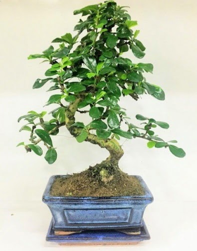 S Bonsai japon aac bitkisi  Mersin nternetten iek siparii 