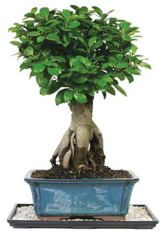 Bonsai Ginsing Grafted Ficus Bonsai  Mersin iek siparii vermek 