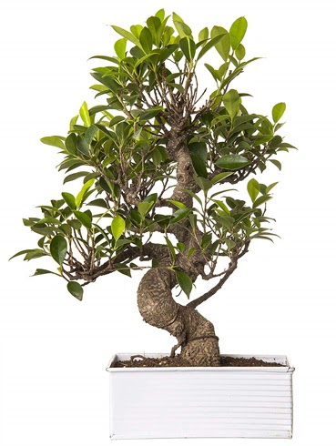 Exotic Green S Gvde 6 Year Ficus Bonsai  Mersin internetten iek siparii 