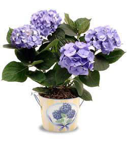  Mersin iek yolla  Hydrangea Plant ortanca