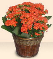  Mersin iek sat  Large Kalanchoe in Basket