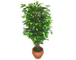 Ficus Benjamin 1,50 cm   Mersin iek yolla 