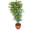 Ficus zel Starlight 1,75 cm   Mersin online ieki , iek siparii 