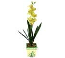 zel Yapay Orkide Sari  Mersin internetten iek sat 