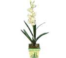 zel Yapay Orkide Beyaz   Mersin iek siparii sitesi 