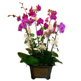  Mersin online ieki , iek siparii  4 adet orkide iegi