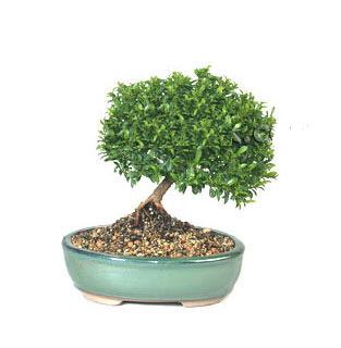 ithal bonsai saksi iegi  Mersin iek yolla , iek gnder , ieki  