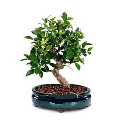 ithal bonsai saksi iegi  Mersin iek online iek siparii 