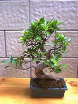 ithal bonsai saksi iegi  Mersin iek gnderme 