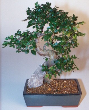  Mersin internetten iek siparii  ithal bonsai saksi iegi  Mersin iek online iek siparii 