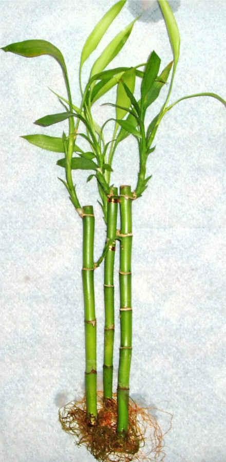 Lucky Bamboo 3 adet vazo hediye edilir   Mersin online ieki , iek siparii 